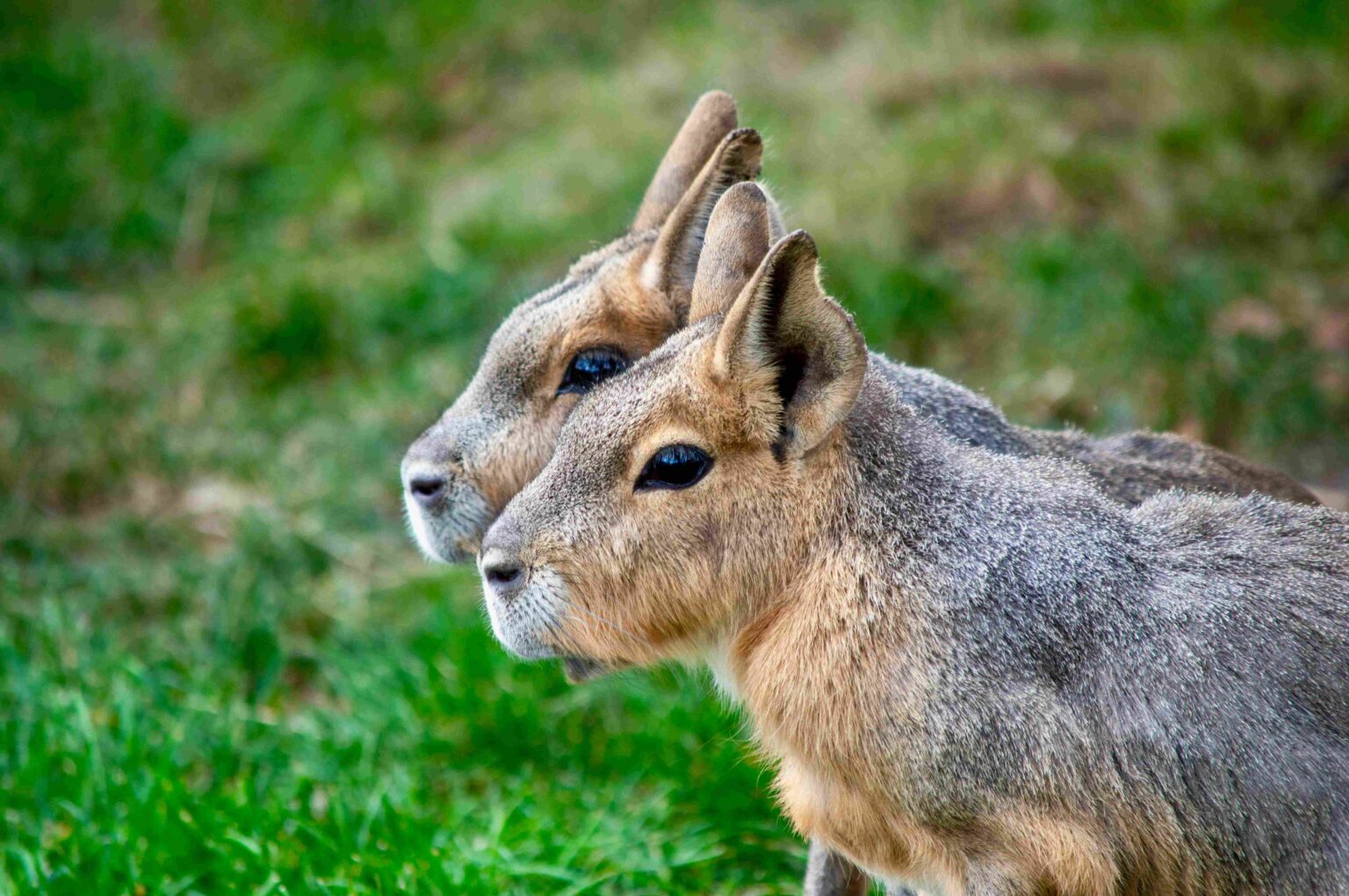 7 Obscure Animals That Perfectly Capture How We Feel When We’re Being Socially Awkward