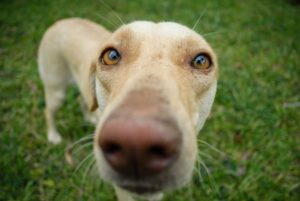 60 Funny Dog Jokes Everyone Can Use (Riddles, Puns, and Pure Silliness)